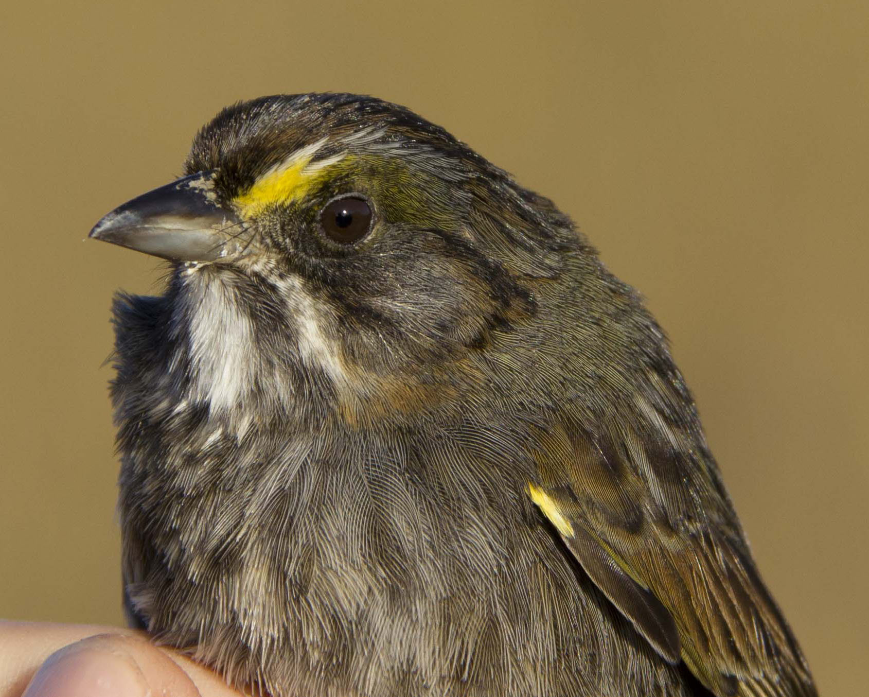 Seaside Sparrows and the Deepwater Horizon Oil Spill